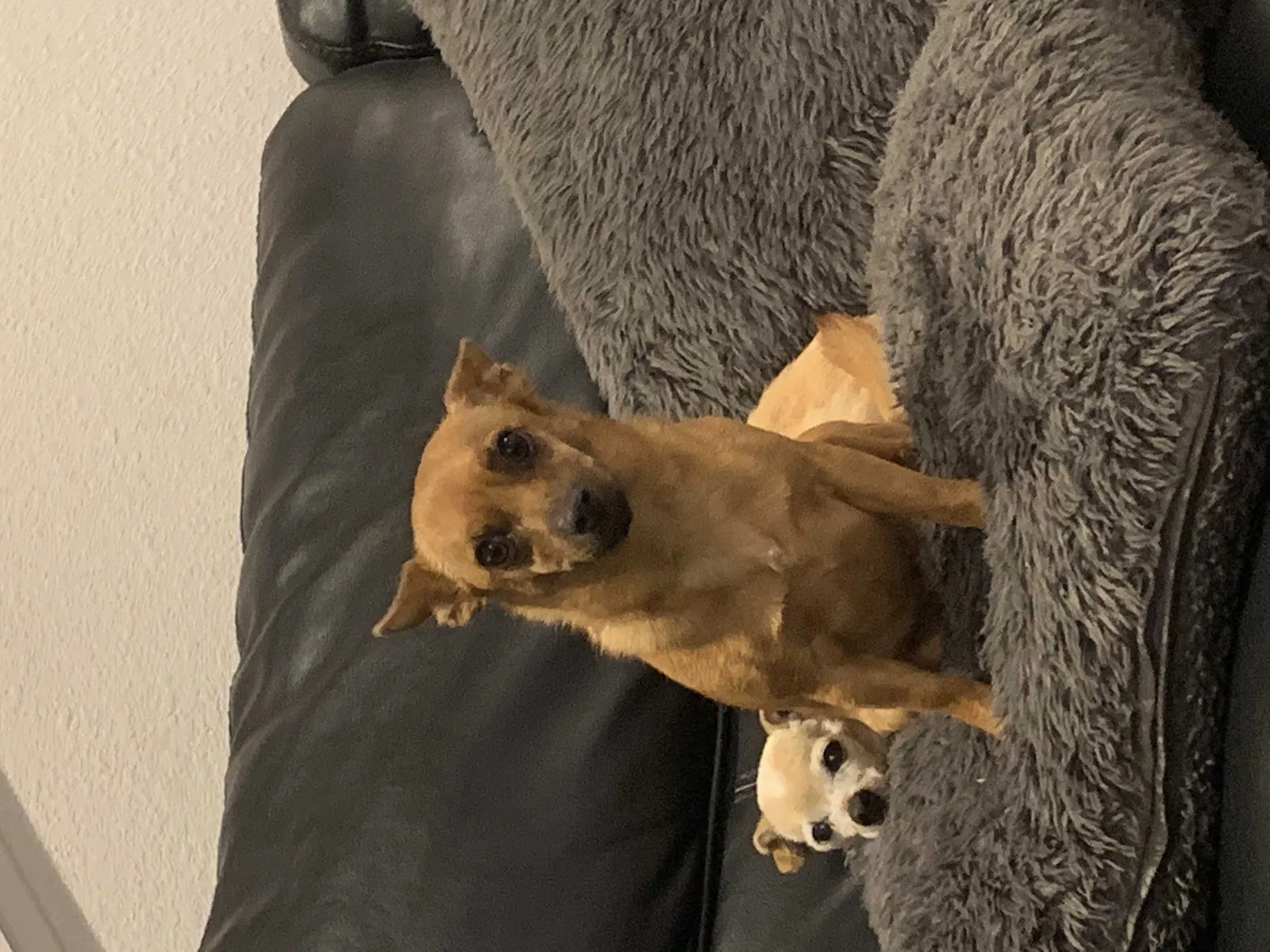 Lost dog in Roseville, CA, 95747