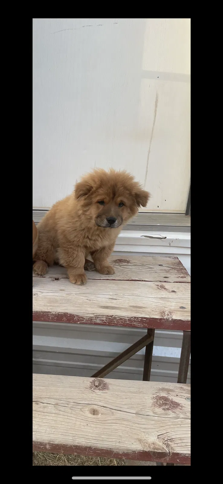 Lost dog in Amarillo, TX, 79107
