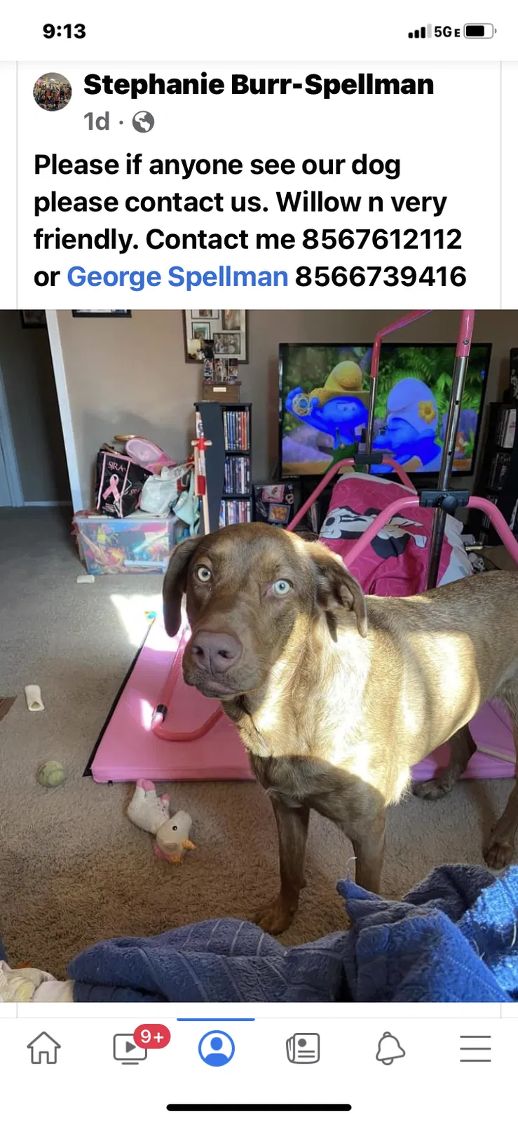 Lost dog in Sicklerville, NJ, 8081