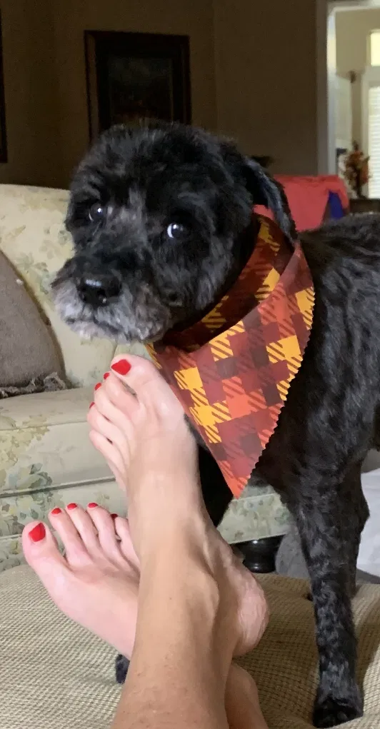 Lost dog in Rowlett, TX, 75088