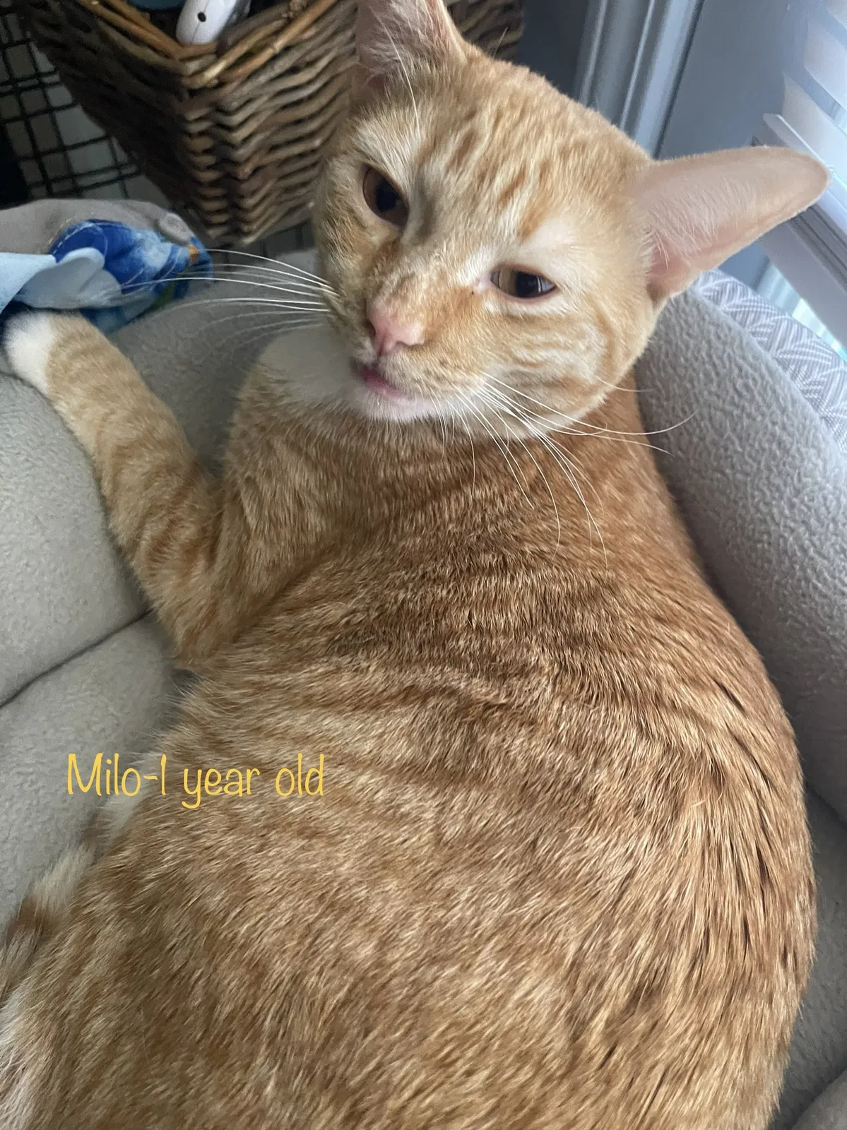 Lost cat in Mesquite, TX, 75150