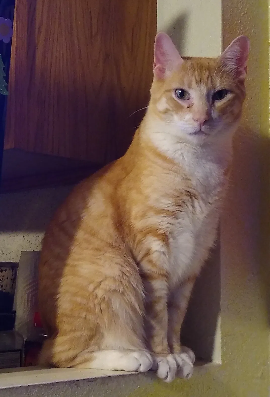 Lost cat in Tavares, FL, 32778