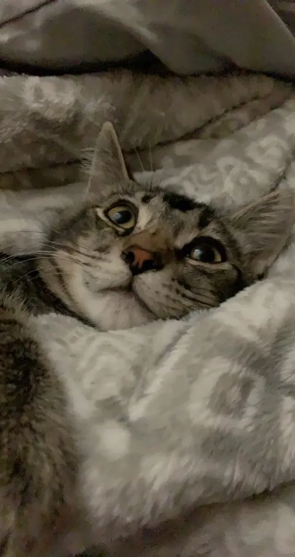 Lost cat in Las Cruces, NM, 88011