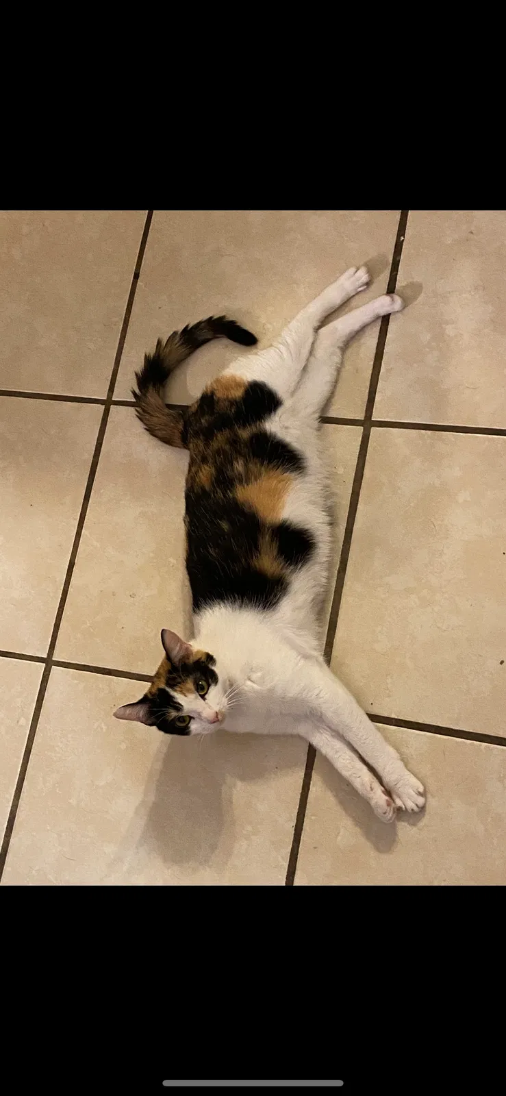 Lost cat in Baytown, TX, 77521