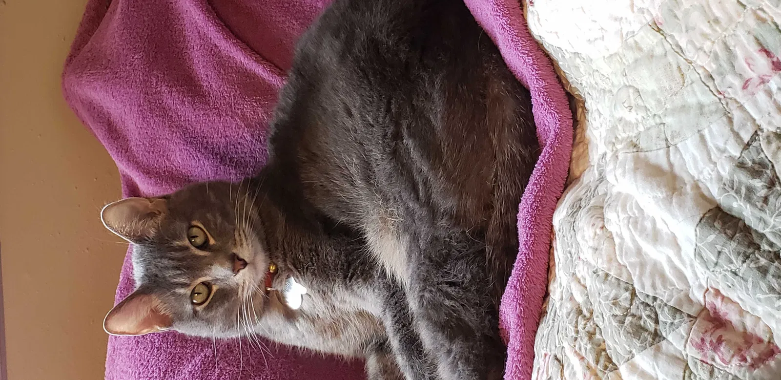 Lost cat in Magna, UT, 84044