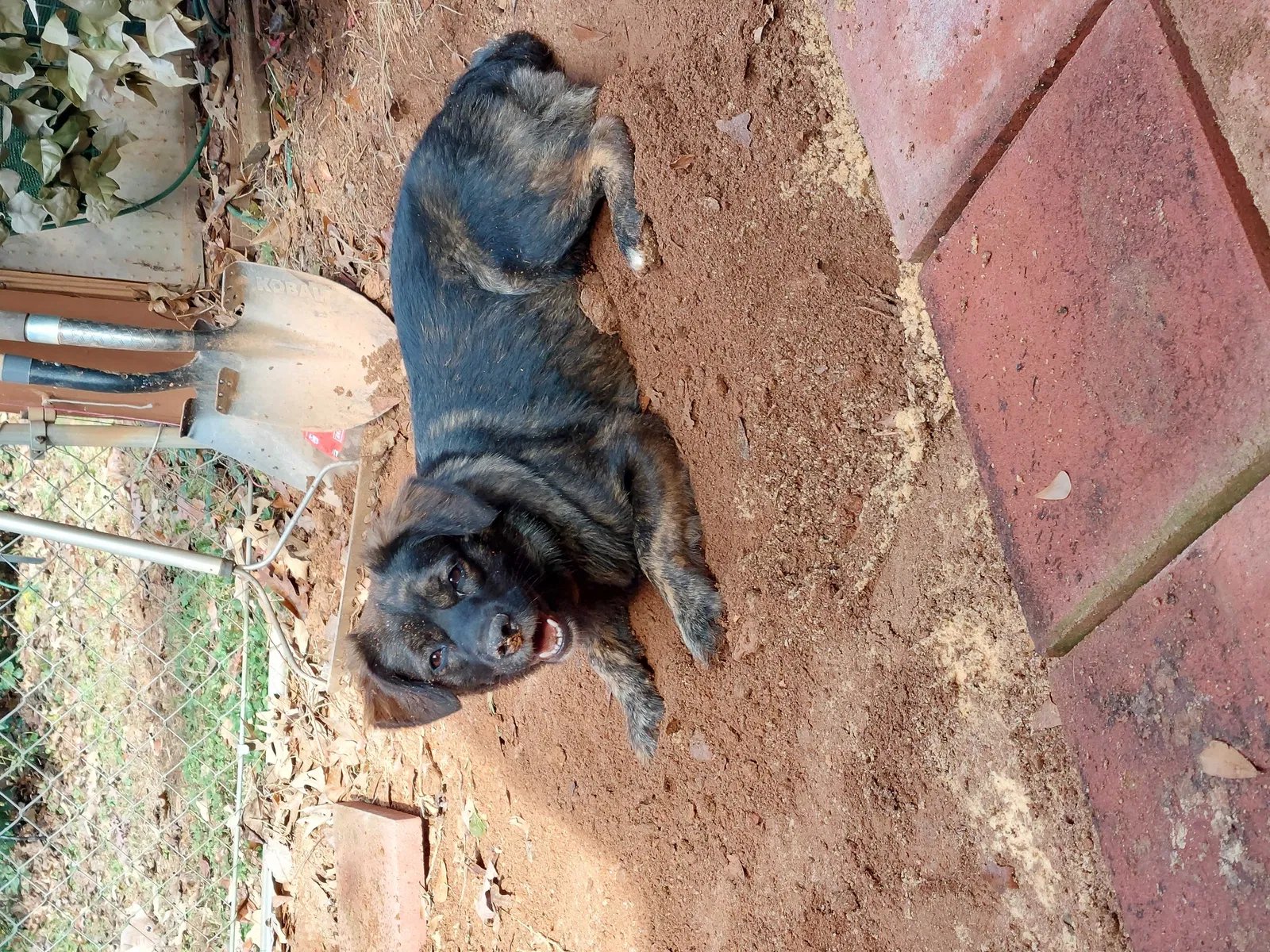 Lost dog in Anderson, SC, 29625