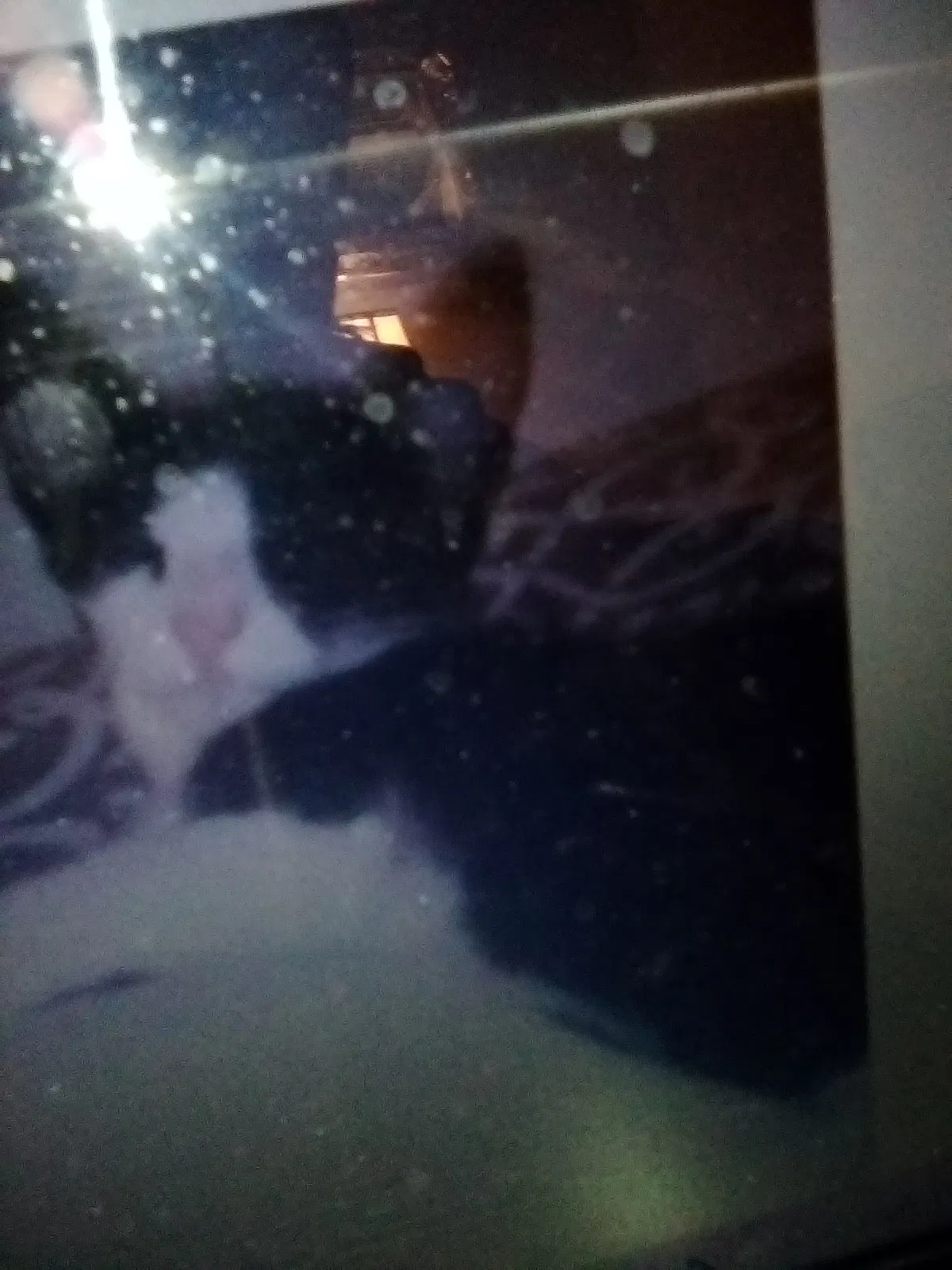 Lost cat in Brownsville, TX, 78520