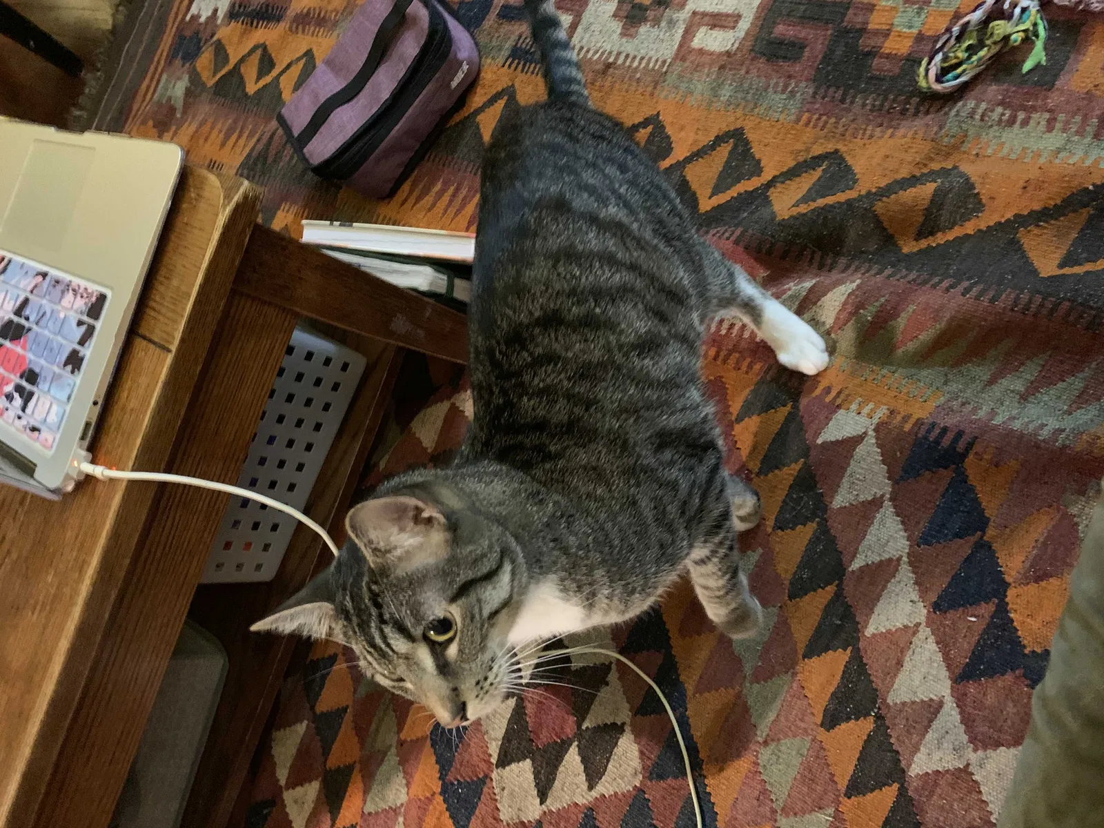 Lost cat in Portland, OR, 97206
