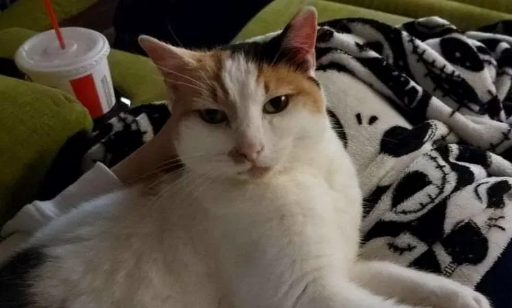 Lost cat in Beaverton, OR, 97006