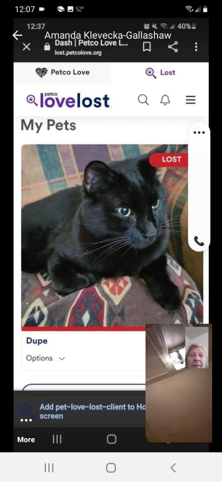 Lost cat in Reading, PA, 19606