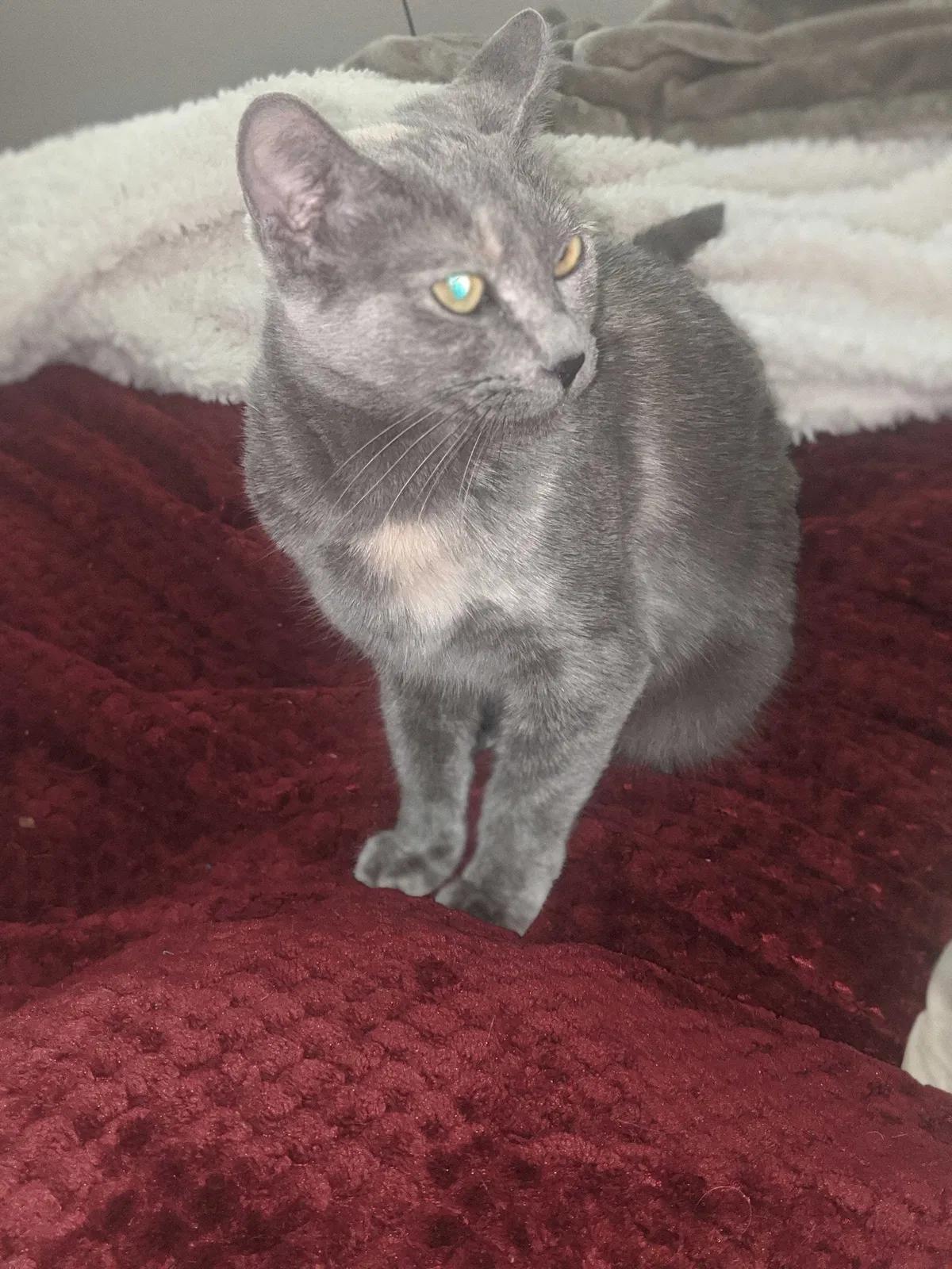 Lost cat in Portland, OR, 97213