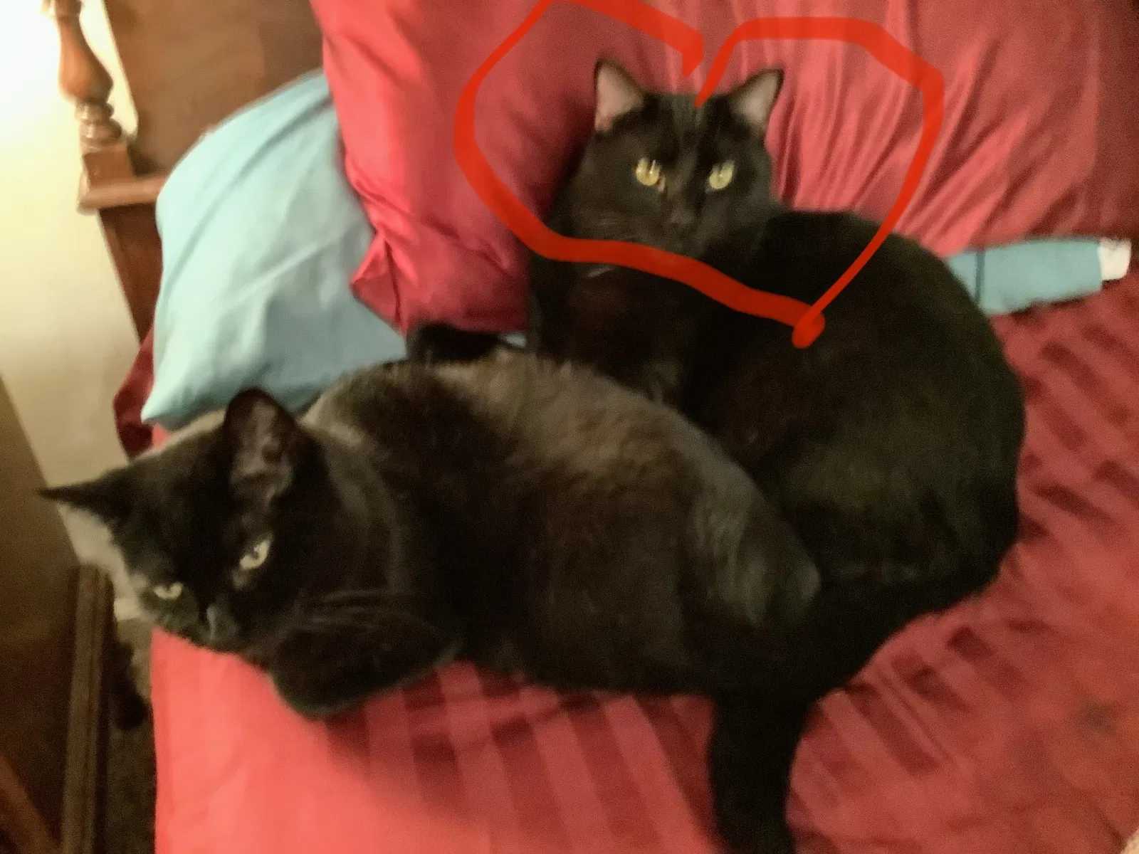 Lost cat in Acworth, GA, 30101