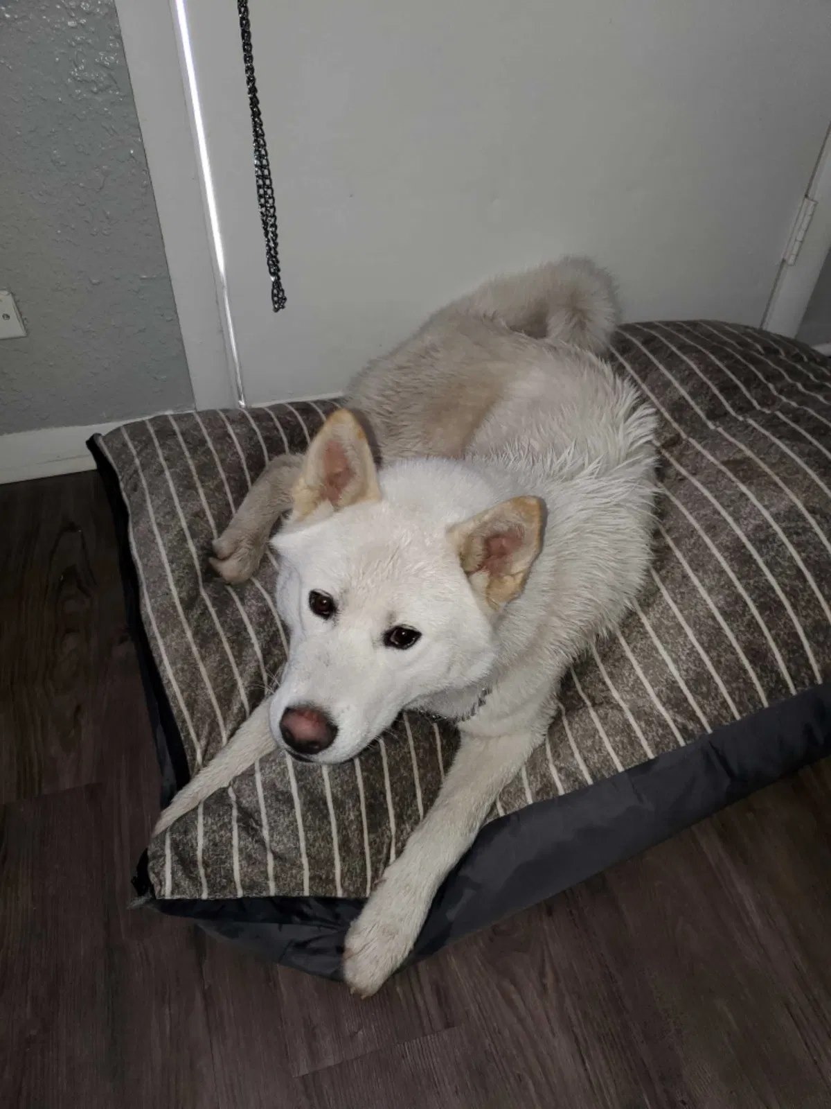 Found dog in Tulsa, OK, 74128