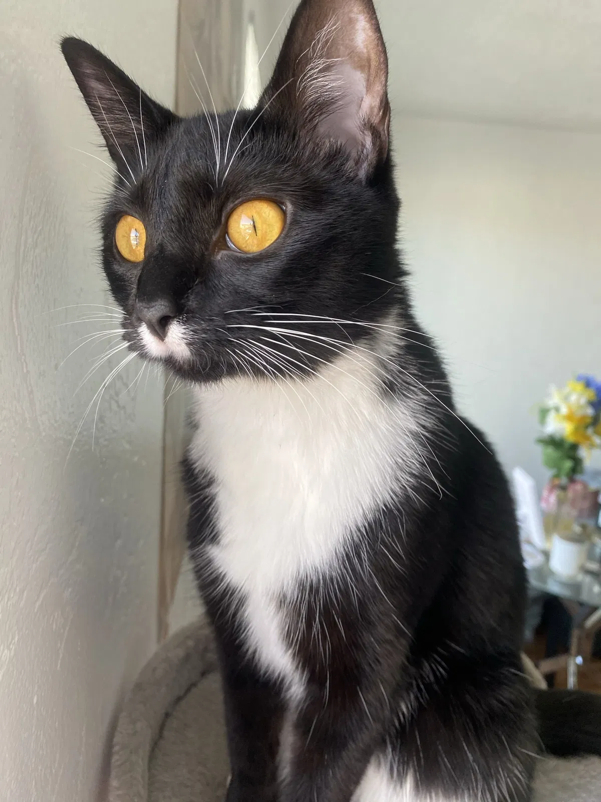 Lost cat in Salem, OR, 97305
