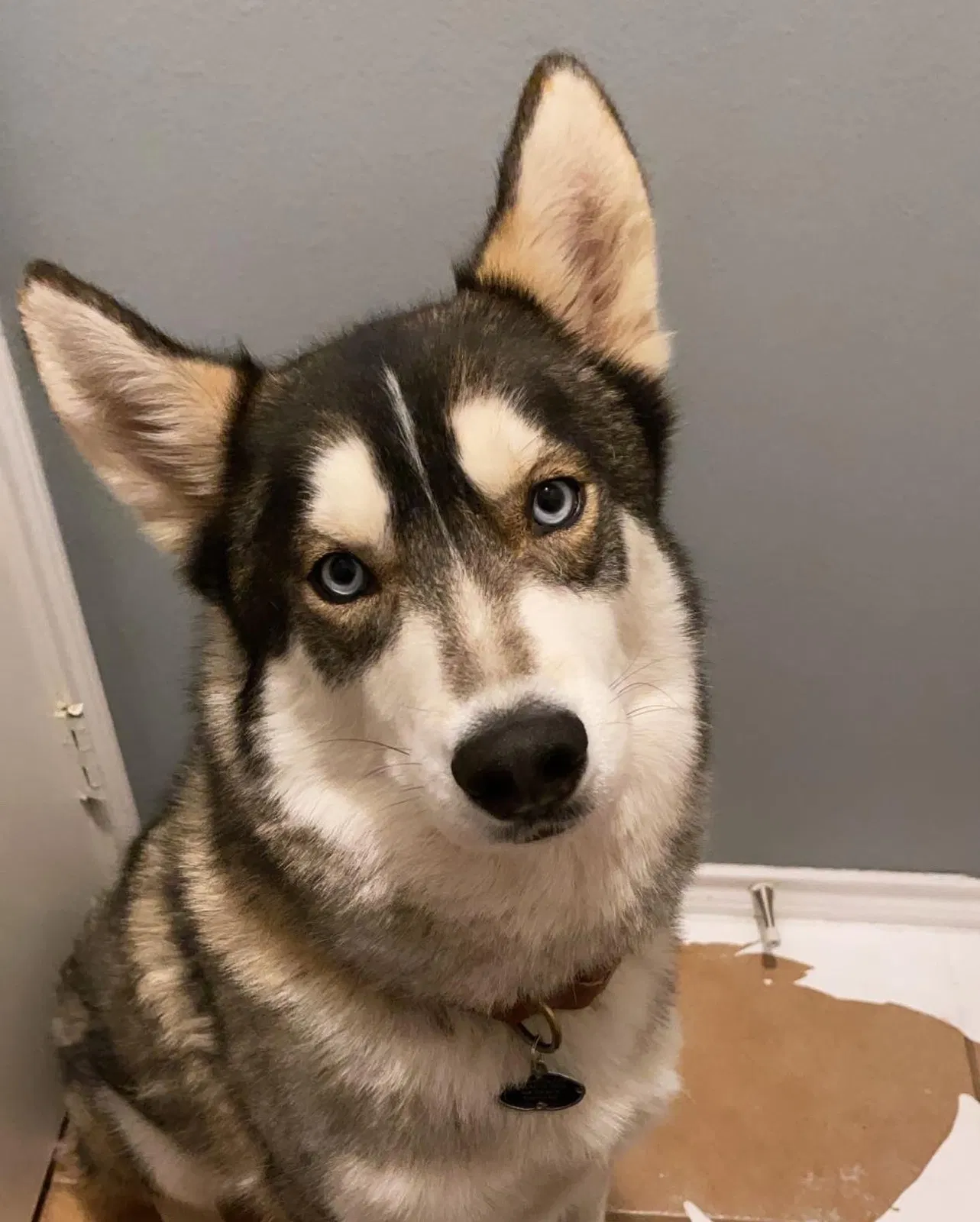 Lost dog in Dallas, TX, 75236