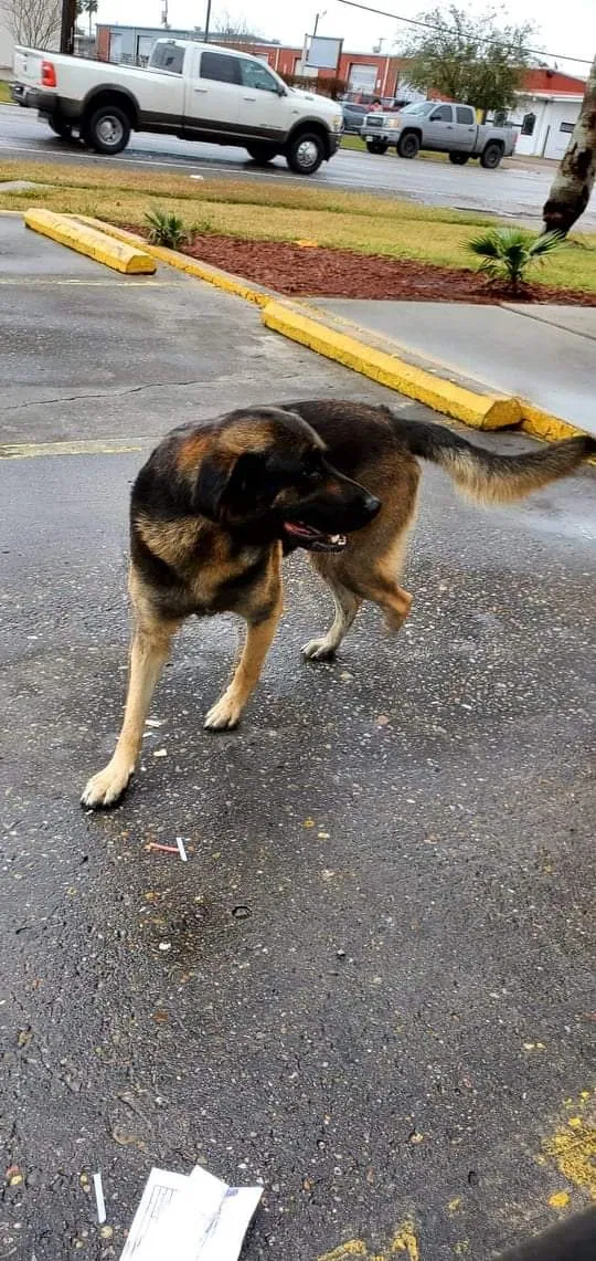 Lost dog in Corpus Christi, TX, 78418
