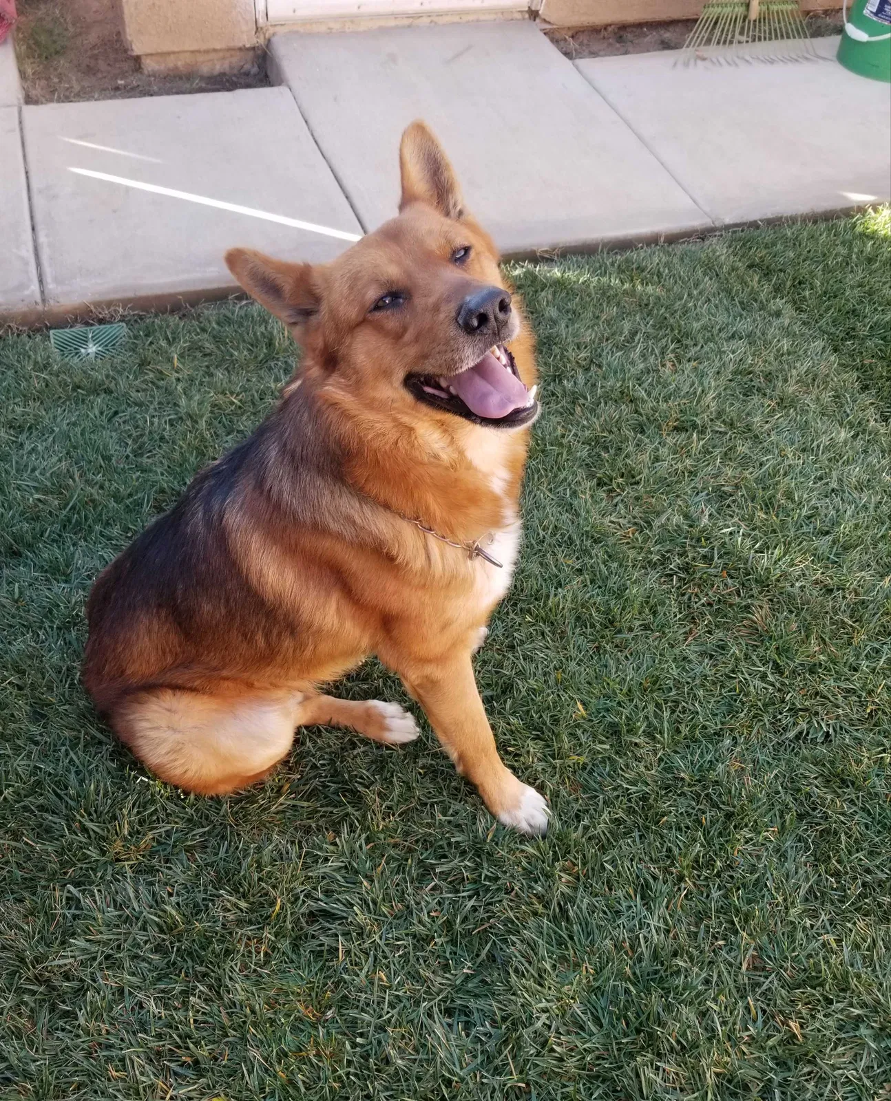 Found dog in Perris, CA, 92570