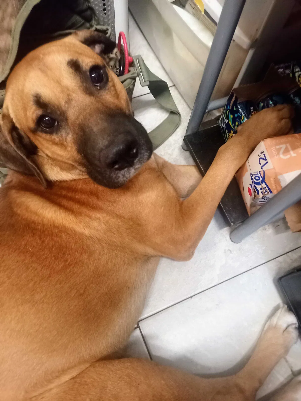 Lost dog in Savannah, TN, 38372