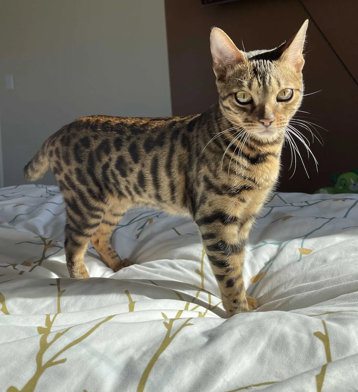 Lost cat in Harwood Heights, IL, 60706