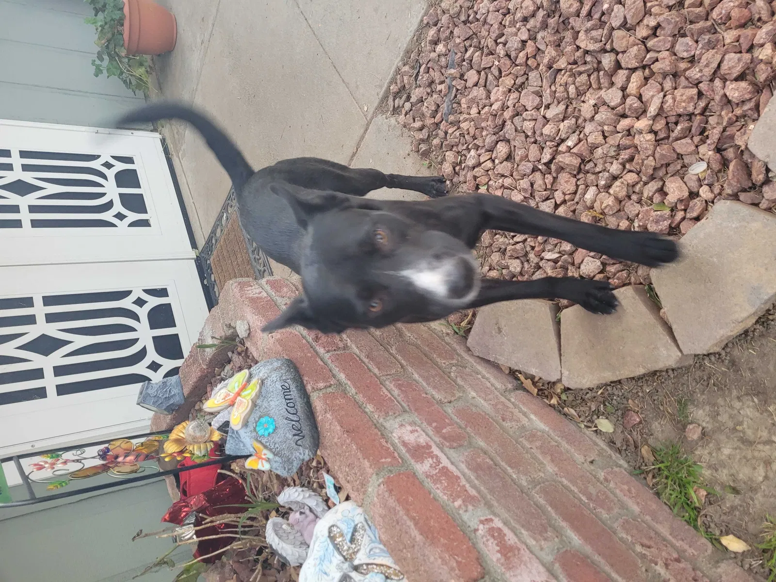 Found dog in Banning, CA, 92220