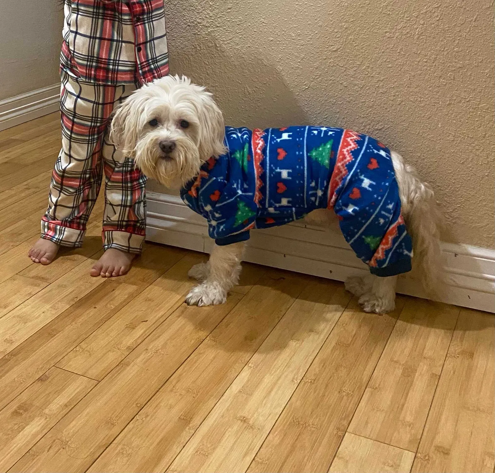 Lost dog in Houston, TX, 77073