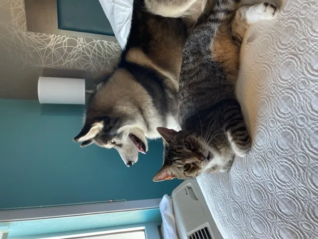 Lost cat in Lake, MS, 39092