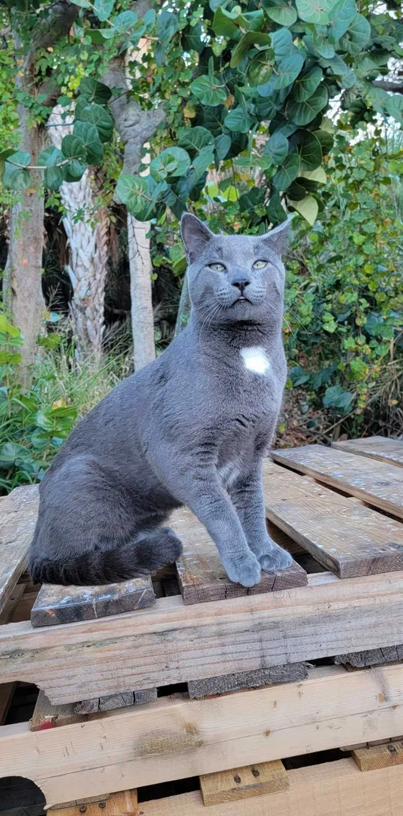 Lost cat in Jensen Beach, FL, 34957