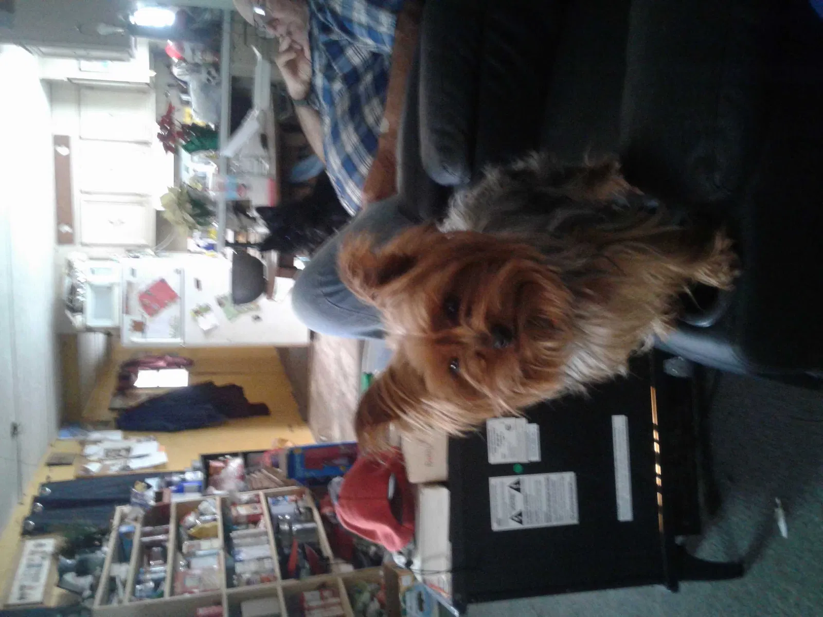 Lost dog in Highlandville, MO, 65669