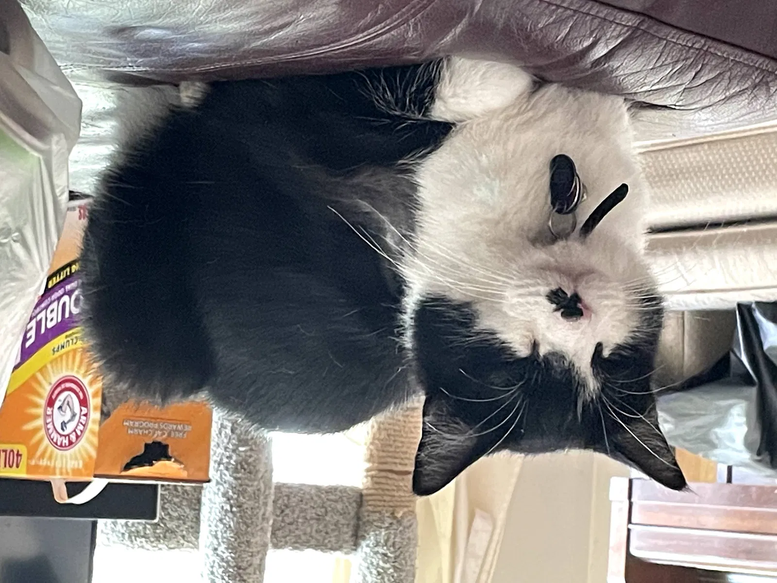 Lost cat in Denver, CO, 80227