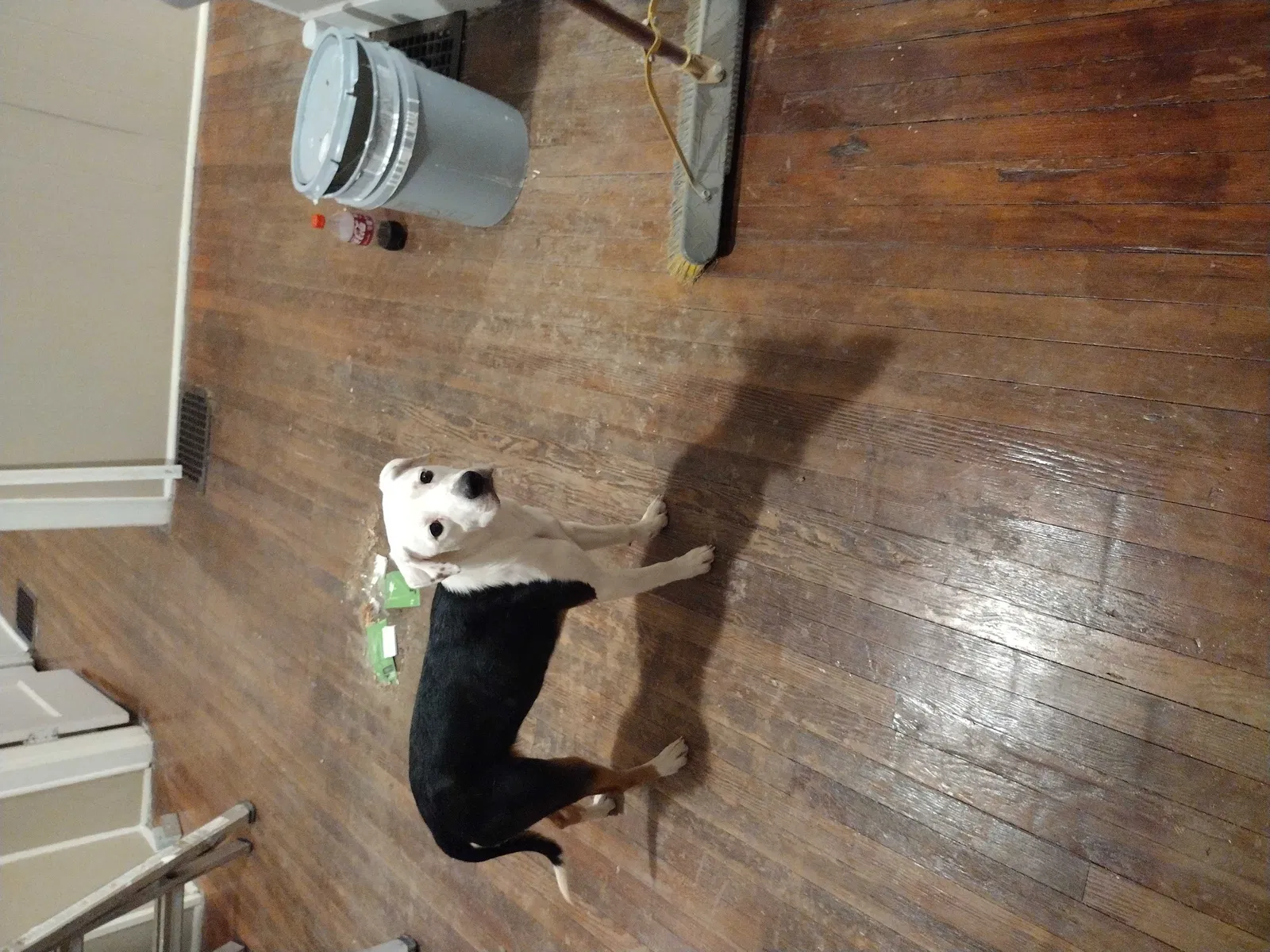 Found dog in Indianapolis, IN, 46241