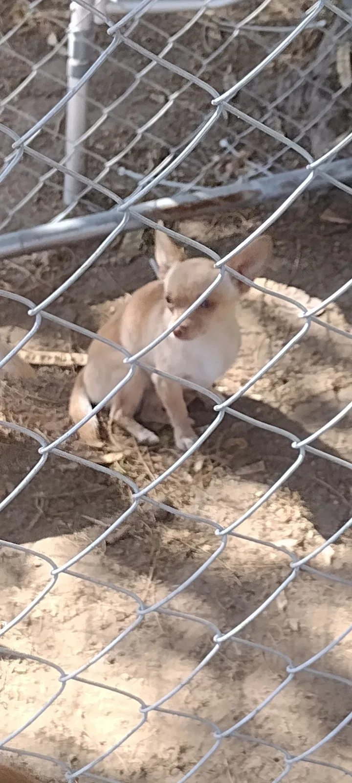 Lost dog in Bakersfield, CA, 93305