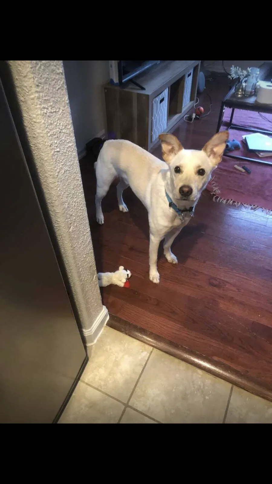 Lost dog in San Antonio, TX, 78261