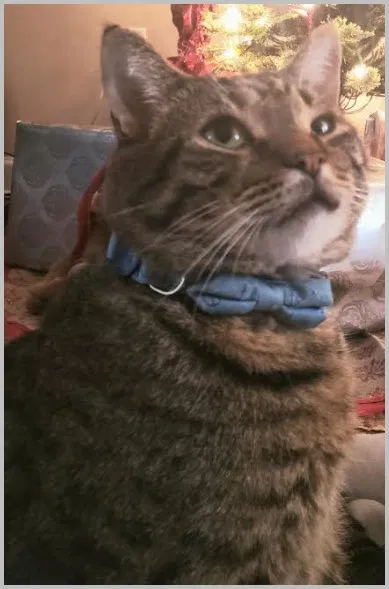 Lost cat in Catawba, SC, 29704