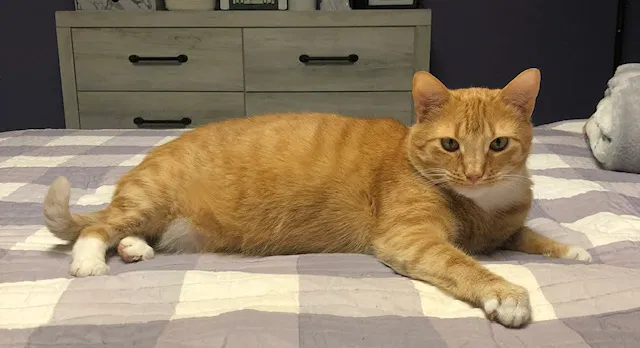 Lost cat in Connellys Springs, NC, 28612