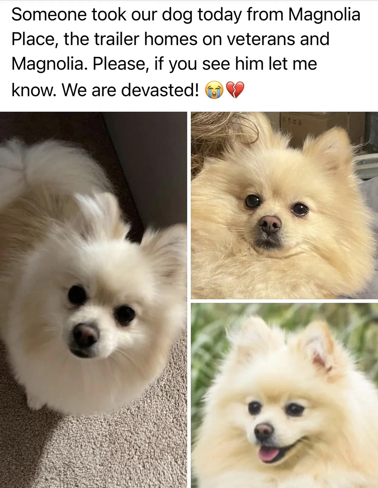 Lost dog in Pearland, TX, 77584