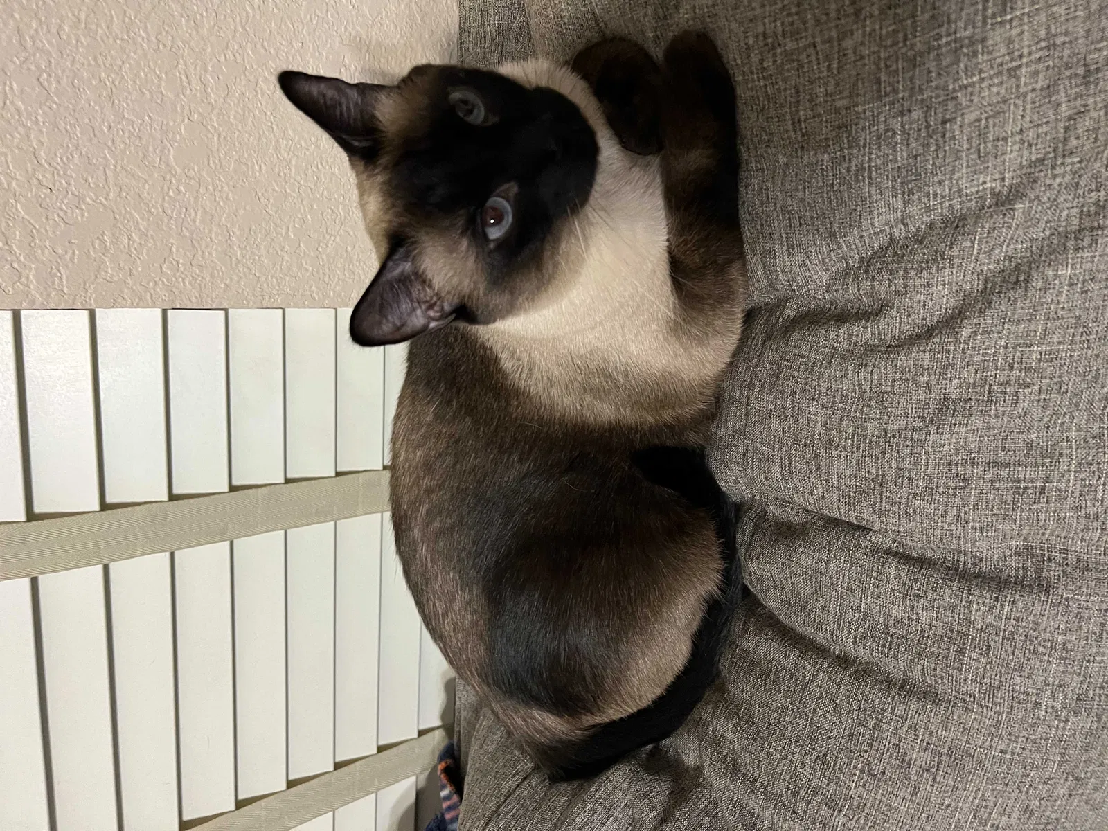 Lost cat in Copperas Cove, TX, 76522