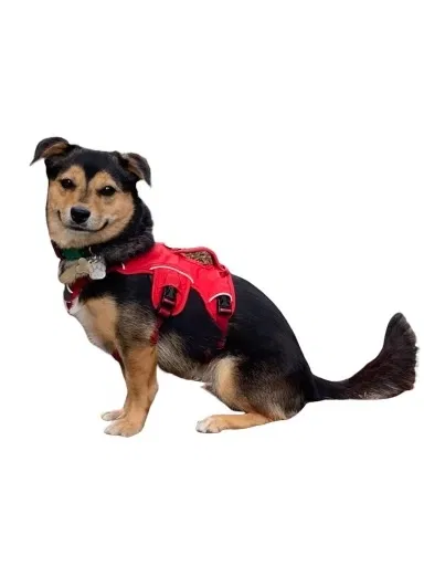 Lost dog in Carlsbad, CA, 92009