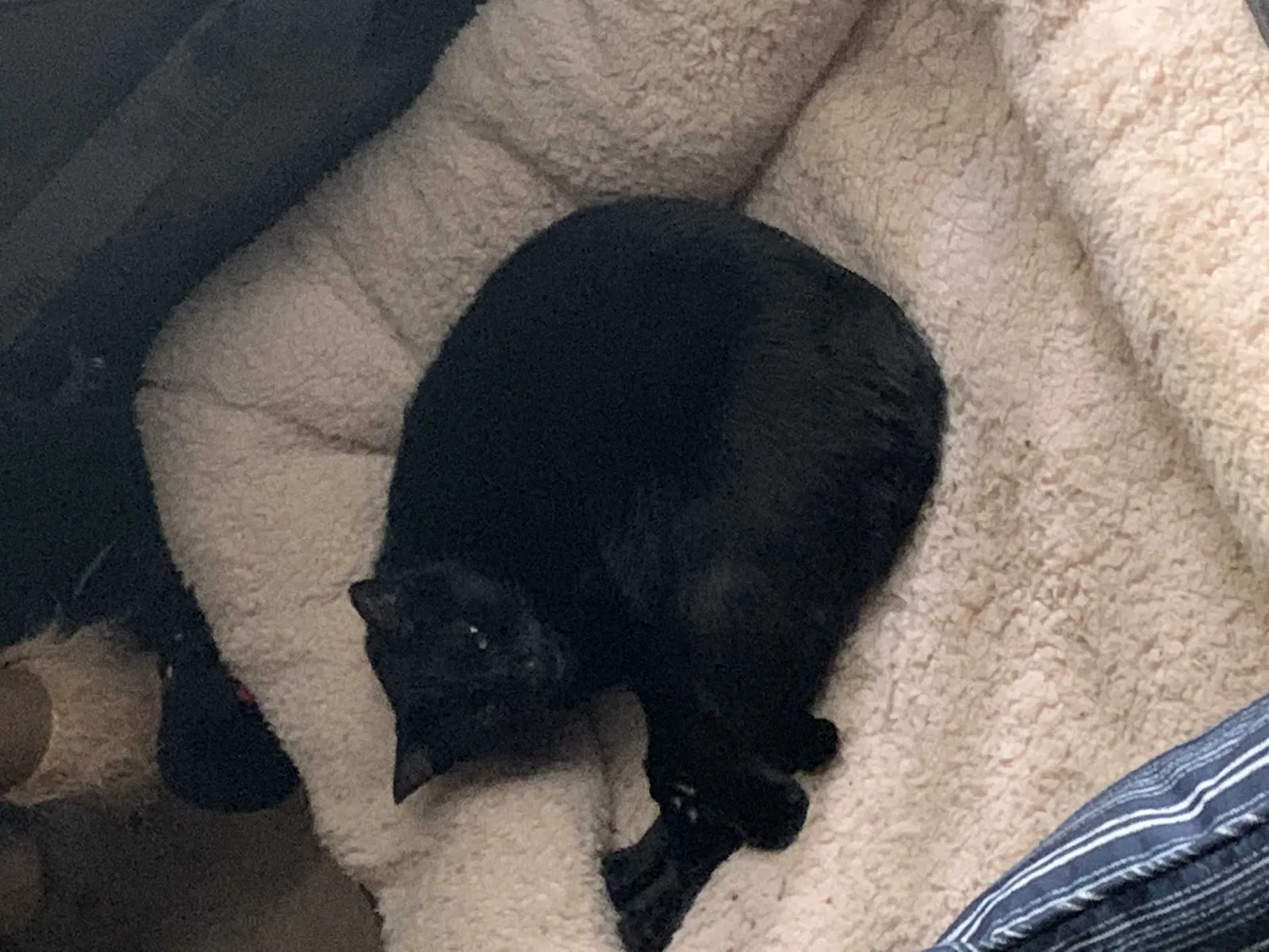 Lost cat in Altamonte Springs, FL, 32714
