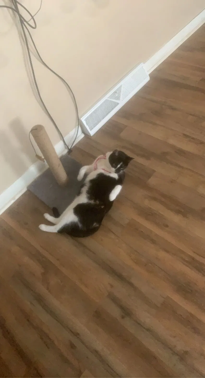 Lost cat in Lawrenceburg, KY, 40342