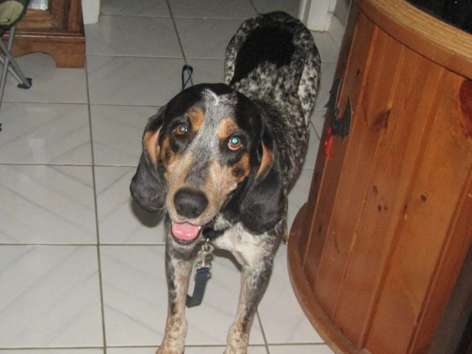 Lost dog in Fort Lauderdale, FL, 33317