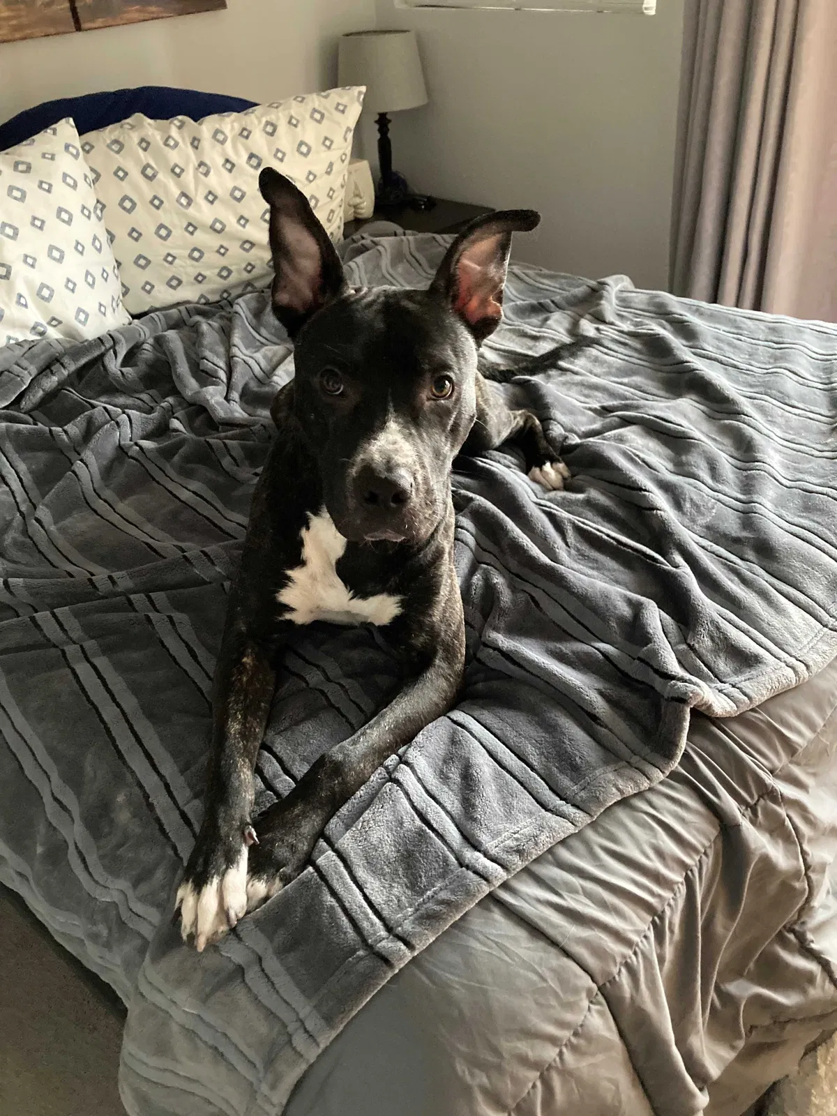Lost dog in San Diego, CA, 92103