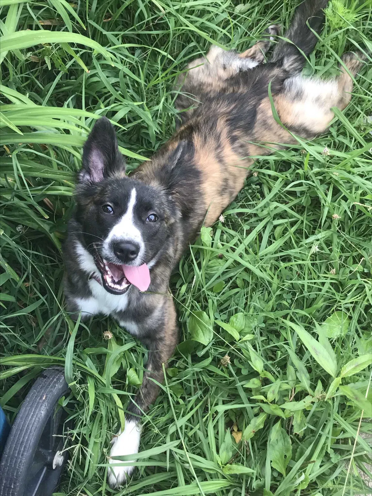 Lost dog in Kannapolis, NC, 28081