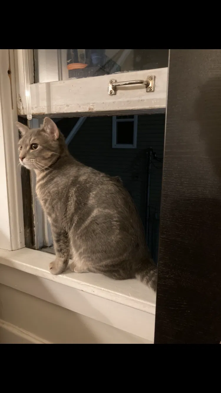 Lost cat in Seattle, WA, 98105