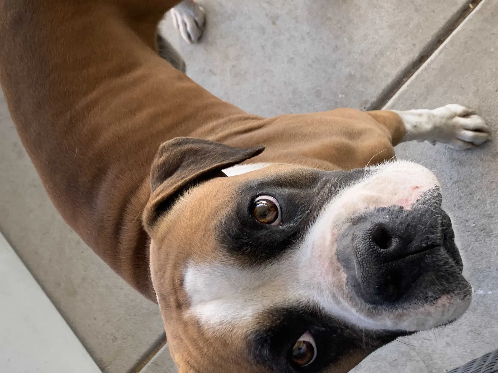 Lost dog in Santa Ana, CA, 92703