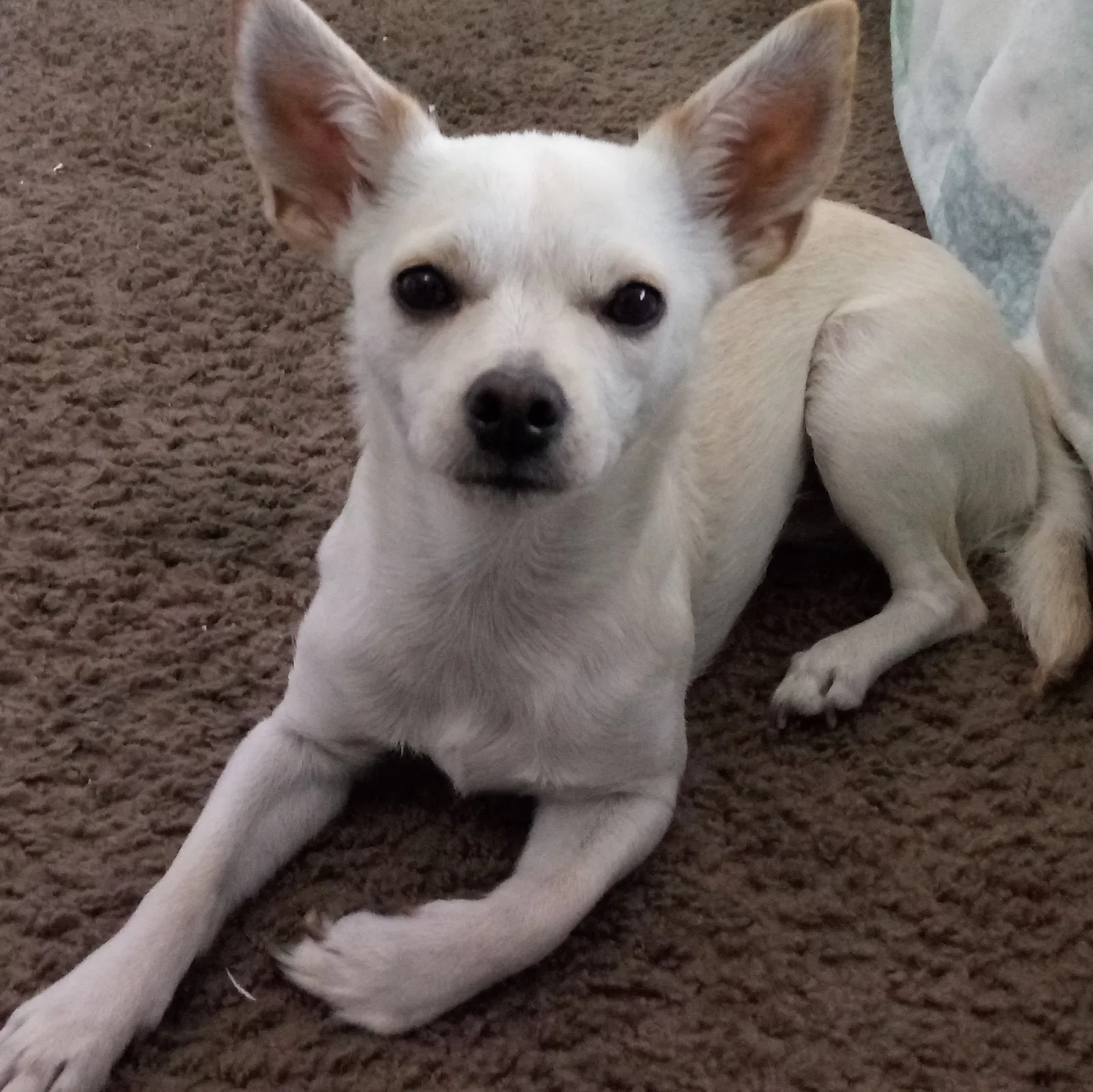 Lost dog in Las Vegas, NV, 89107