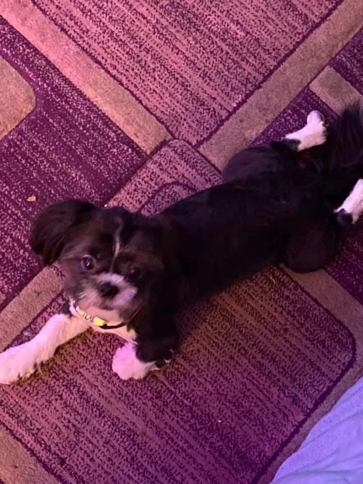 Lost dog in Cincinnati, OH, 45239