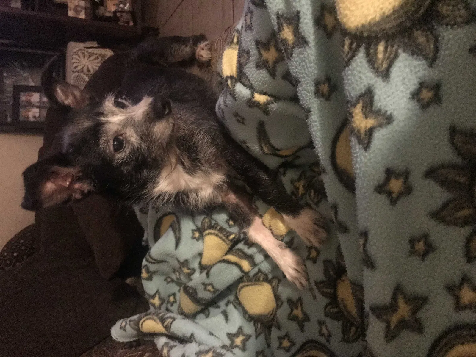 Lost dog in Pasadena, TX, 77506