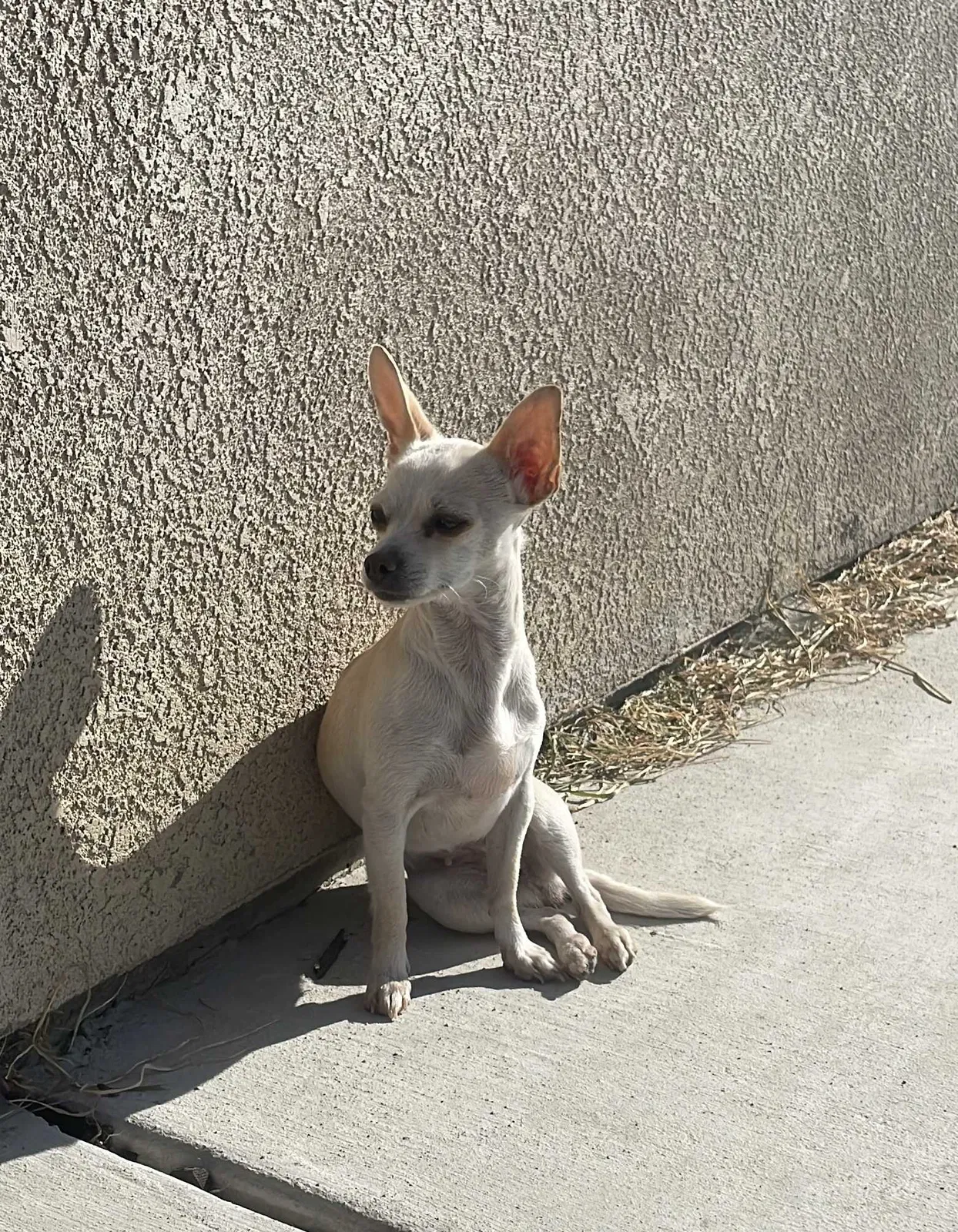 Lost dog in Modesto, CA, 95351