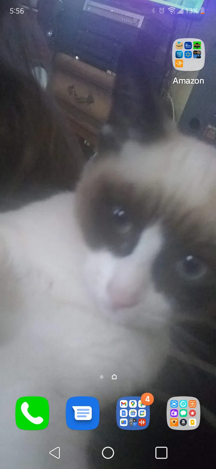 Lost cat in Las Vegas, NV, 89108