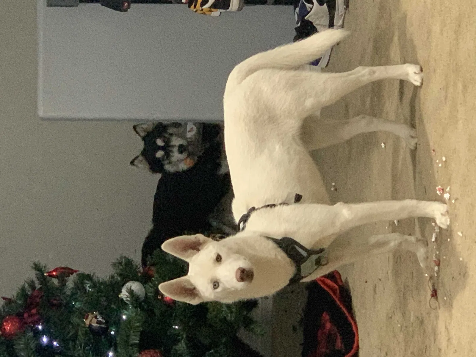 Lost dog in North Las Vegas, NV, 89081
